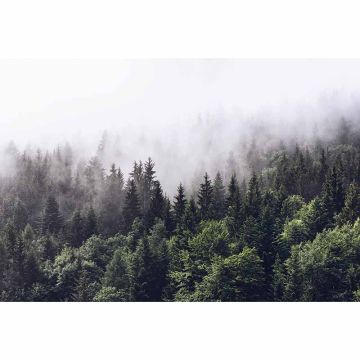 Digitaldruck-Tapete Foggy Forest  livingwalls (1033979)