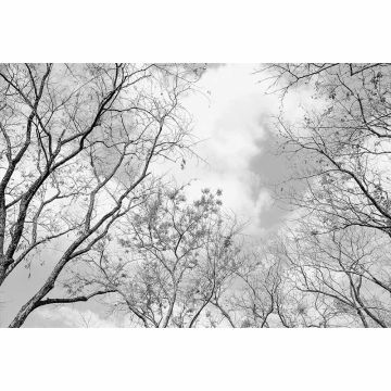 Digitaldruck-Tapete Tree Tops  livingwalls (1033980)