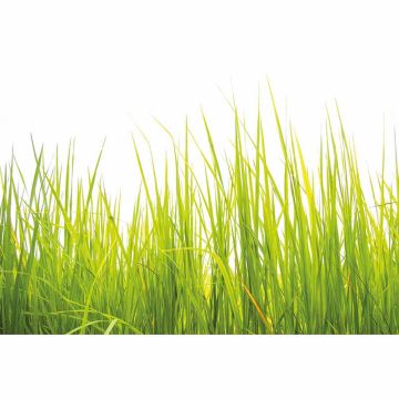 Digitaldruck-Tapete High Grass livingwalls (1033990)