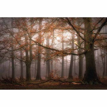Digitaldruck-Tapete Foggy Autumn Forest livingwalls (1033993)