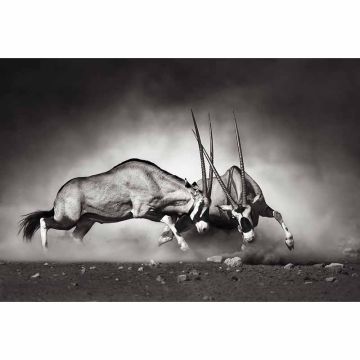 Digitaldruck-Tapete The Duel livingwalls (1034009)