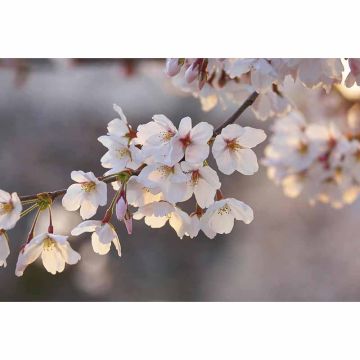Digitaldruck-Tapete Cherry Blossoms livingwalls (1034010)