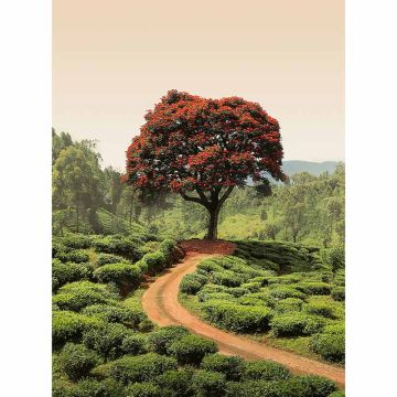 Digitaldruck-Tapete Red Tree And Hills In Sri Lanka livingwalls (1034025)