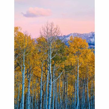 Digitaldruck-Tapete Birches And Mountains livingwalls (1034034)