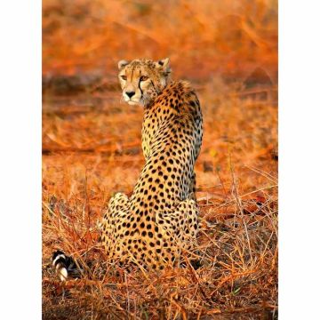 Digitaldruck-Tapete Leopard Safari livingwalls (1034037)