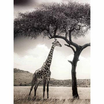Digitaldruck-Tapete Giraffe Safari livingwalls (1034038)
