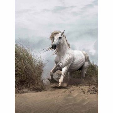 Digitaldruck-Tapete White Wild Horse livingwalls (1034039)