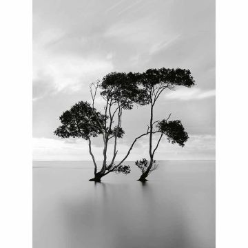 Digitaldruck-Tapete Trees In The Still Water livingwalls (1034040)