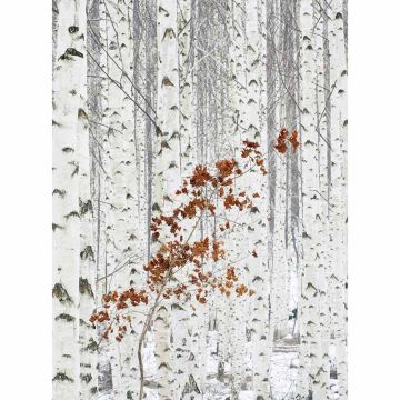 Digitaldruck-Tapete White Birch Forest livingwalls (1034041)
