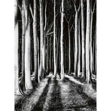 Digitaldruck-Tapete Ghost Forest livingwalls (1034042)