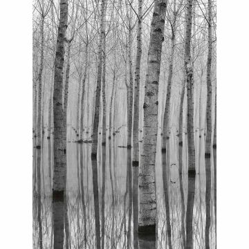 Digitaldruck-Tapete Birch Forest In The Water livingwalls (1034046)