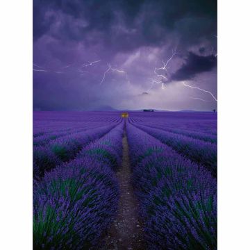 Digitaldruck-Tapete Field Of Lavender livingwalls (1034053)