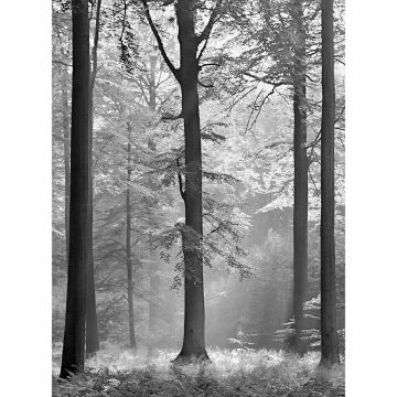 Digitaldruck-Tapete Avalon livingwalls (1034057)