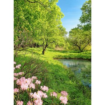 Digitaldruck-Tapete Park in the Spring livingwalls (1034062)