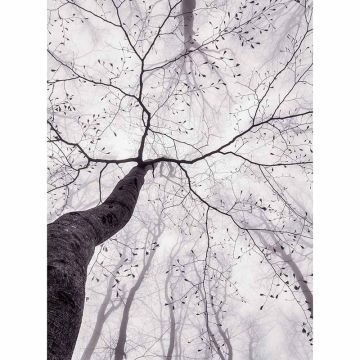 Digitaldruck-Tapete Inside the Trees livingwalls (1034067)