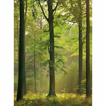 Digitaldruck-Tapete Autumn Forest livingwalls (1034072)
