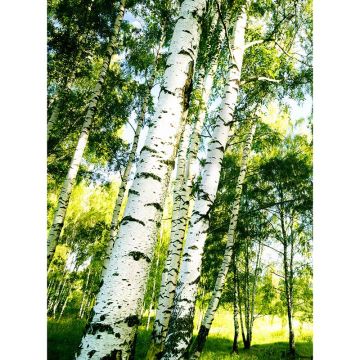 Digitaldruck-Tapete Sunshine Forest livingwalls (1034082)