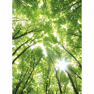 Digitaldruck-Tapete Sunny Forest livingwalls (1034092)
