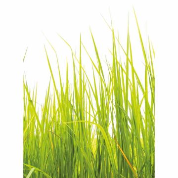 Digitaldruck-Tapete High Grass livingwalls (1034100)