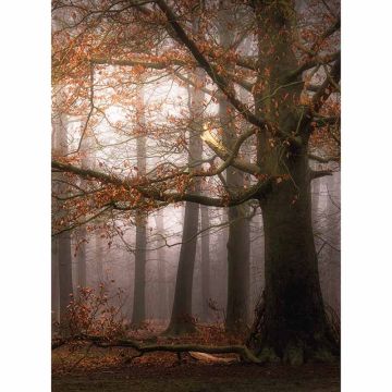 Digitaldruck-Tapete Foggy Autumn Forest livingwalls (1034103)