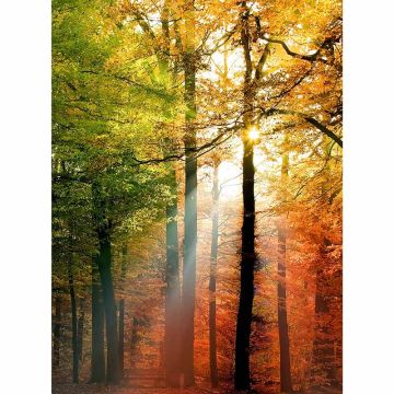 Digitaldruck-Tapete Golden Autumn livingwalls (1034133)