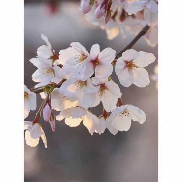 Digitaldruck-Tapete Cherry Blossoms livingwalls (1034135)