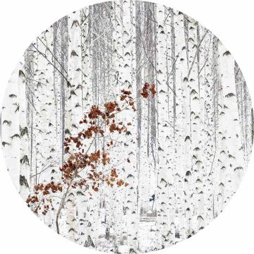 Digitaldruck-Tapete White Birch Forest livingwalls (1034141)