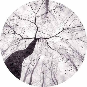 Digitaldruck-Tapete Inside the Trees livingwalls (1034143)