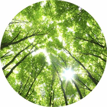 Digitaldruck-Tapete Sunny Forest livingwalls (1034146)