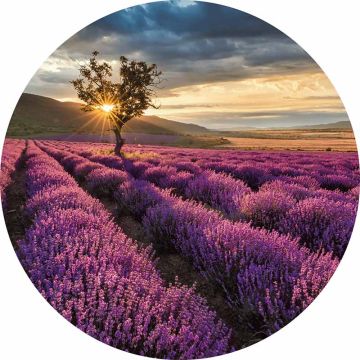 Digitaldruck-Tapete Lavender in the Provence livingwalls (1034153)