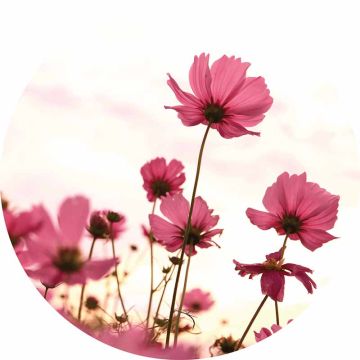 Digitaldruck-Tapete Pink Kosmeen livingwalls (1034154)