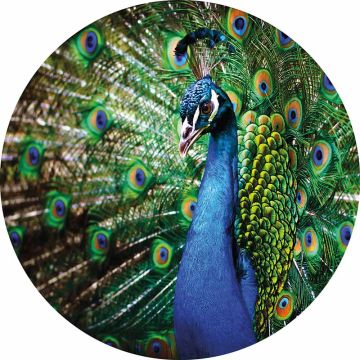 Digitaldruck-Tapete Beautiful Peacock livingwalls (1034159)