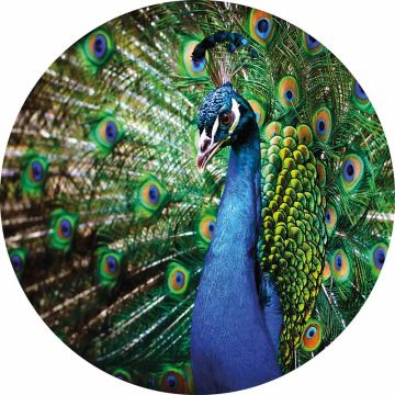 Digitaldruck-Tapete Beautiful Peacock livingwalls (1034159)