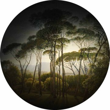 Digitaldruck-Tapete Umbrella Pines livingwalls (1034160)