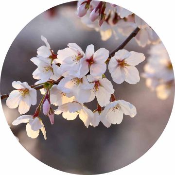 Digitaldruck-Tapete Cherry Blossoms livingwalls (1034163)