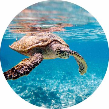 Digitaldruck-Tapete Turtle on Travel livingwalls (1034169)