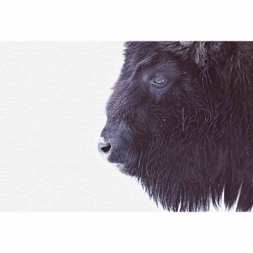 Digitaldruck-Tapete Black Buffalo livingwalls (1036331)