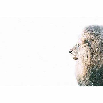 Digitaldruck-Tapete Lion in Snow livingwalls (1036332)