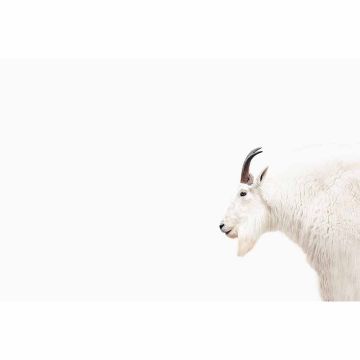 Digitaldruck-Tapete Mountain Goat livingwalls (1036334)
