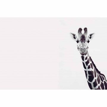 Digitaldruck-Tapete Giraffe Potrait livingwalls (1036336)