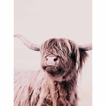Digitaldruck-Tapete Highland Cattle 1 livingwalls (1036337)