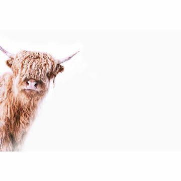Digitaldruck-Tapete Highland Cattle 2 livingwalls (1036338)