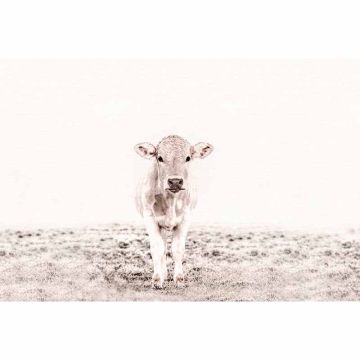 Digitaldruck-Tapete Highland Cattle 3 livingwalls (1036340)