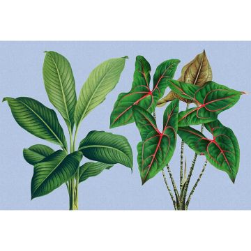 Digitaldruck-Tapete leaf garden 1 livingwalls (1036925)