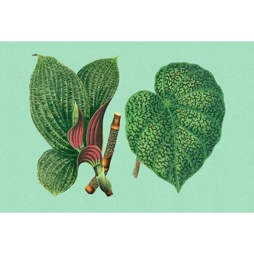 Digitaldruck-Tapete leaf garden 2 livingwalls (1036926)