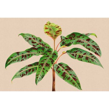 Digitaldruck-Tapete leaf garden 4 livingwalls (1036928)