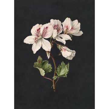 Digitaldruck-Tapete midnight garden 1 livingwalls (1036986)