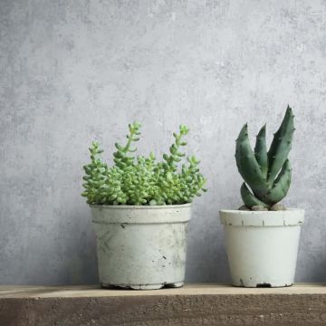 Vliestapete Betonoptik Struktur Modern in Grau für Wohnzimmer, Schlafzimmer (KG-172924)