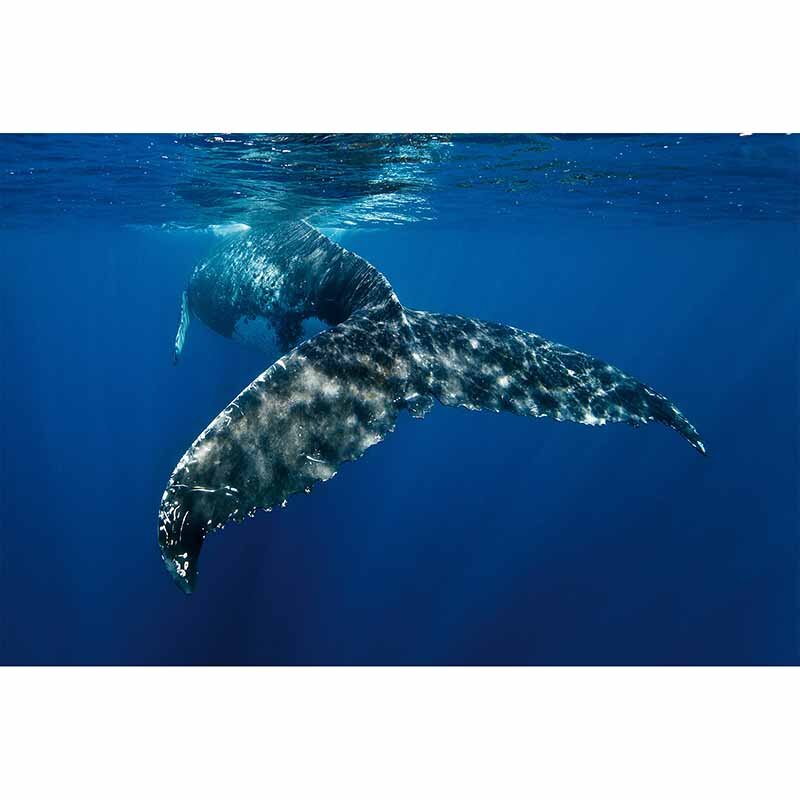 Digitaldruck-Tapete WhaleFin livingwalls (1034251)