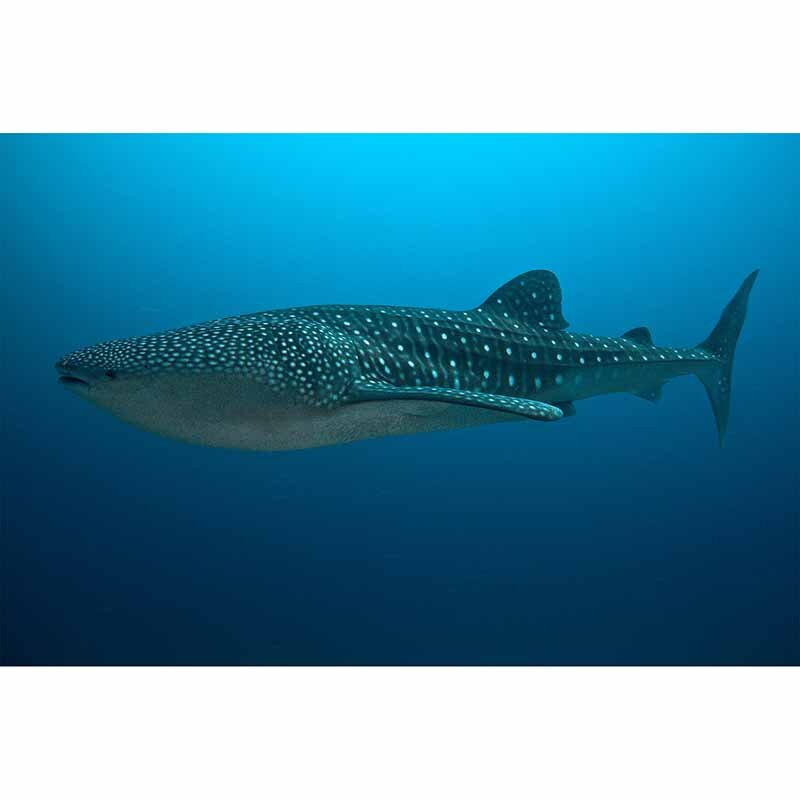 Digitaldruck-Tapete Walhai livingwalls (1034248)